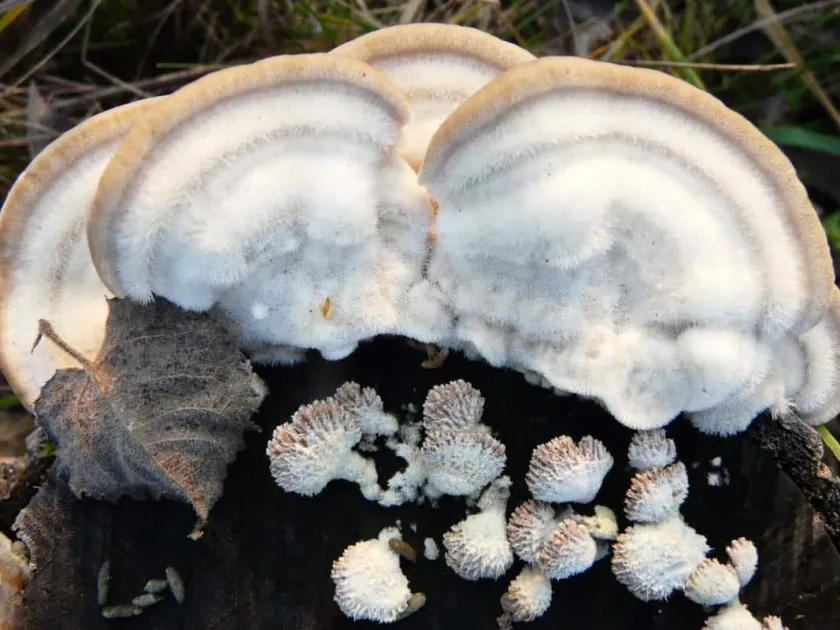Trametes pubescens