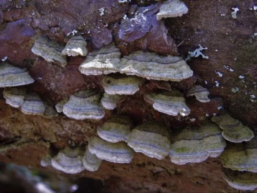 Трихаптум лиственничный