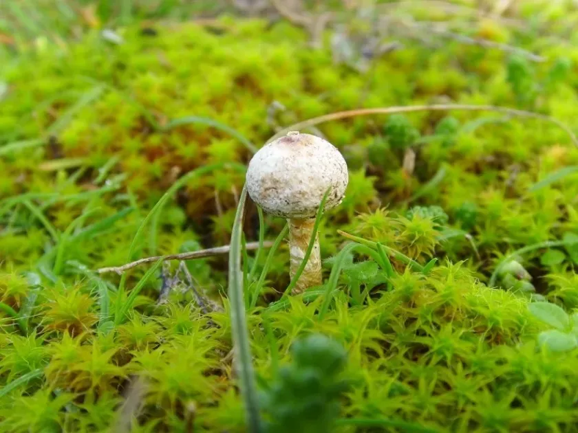 Winter stalkpuff