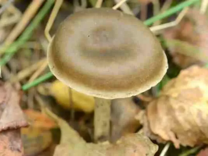 Entoloma majaloides