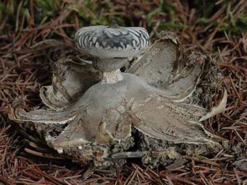 Striate earthstar