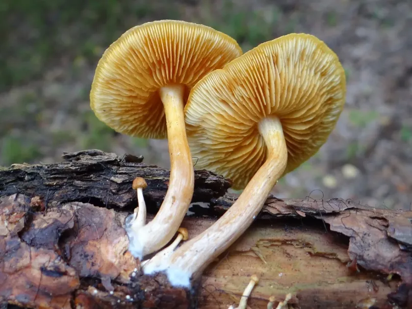 Gymnopilus liquiritiae