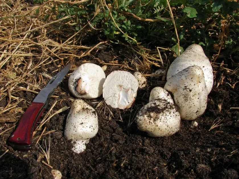 Chlorophyllum agaricoides