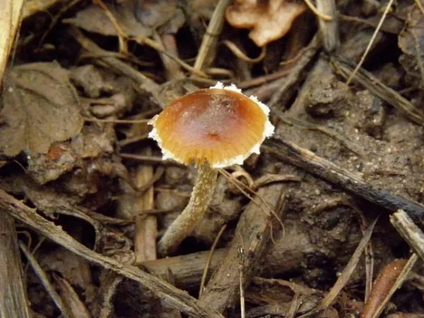 Pholiotina vestita