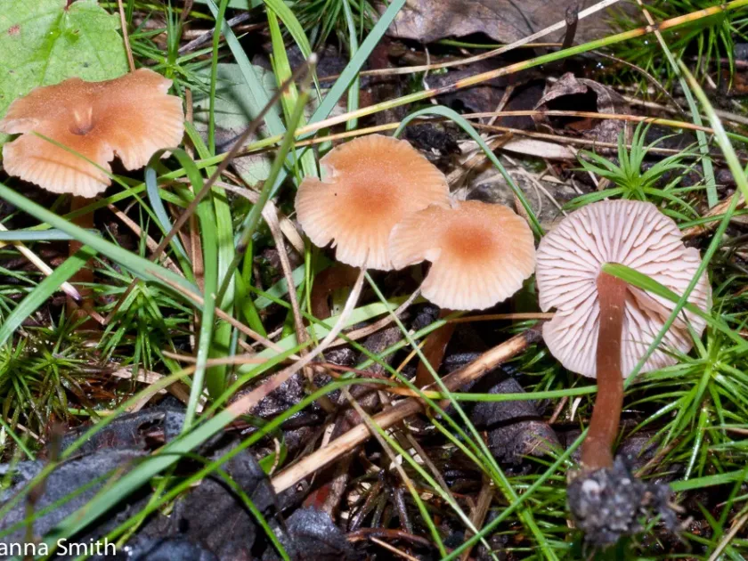 Laccaria striatula