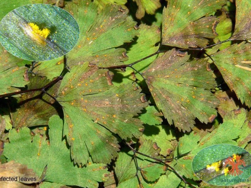 Adiantum rust
