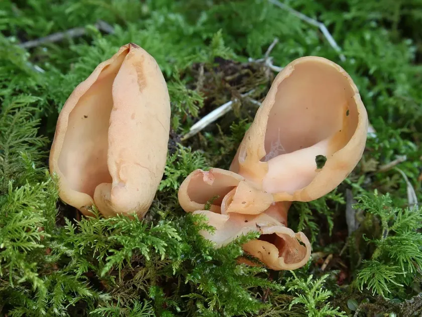 Otidea leporina