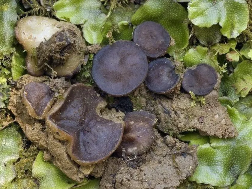 Pachyella violaceonigra