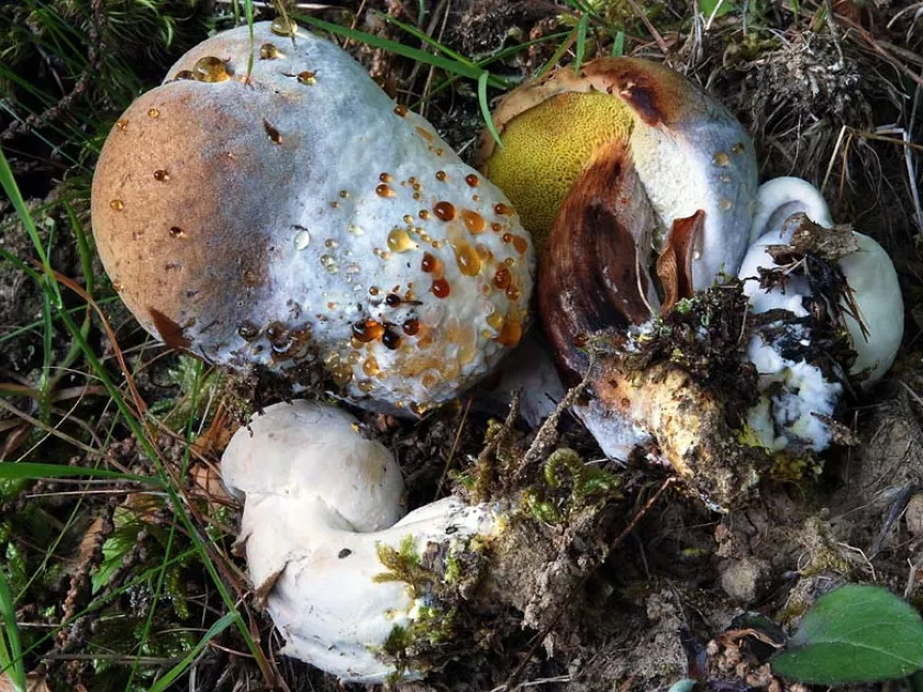 Hypomyces deformans