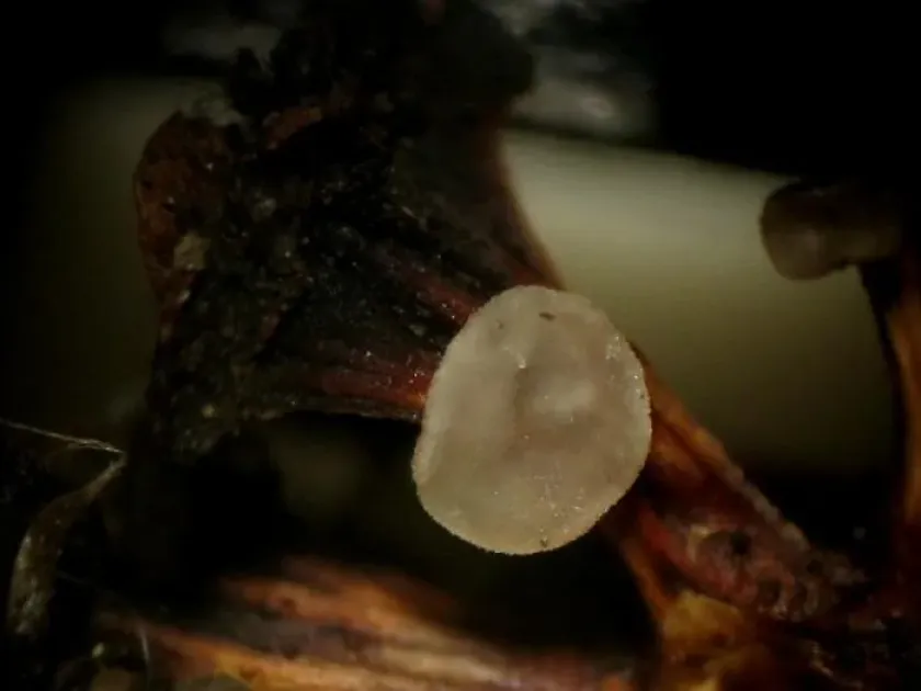 Mollisia amenticola
