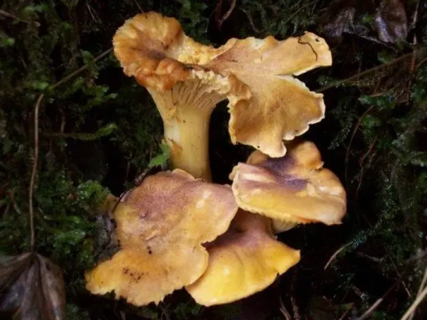 Amethyst chanterelle