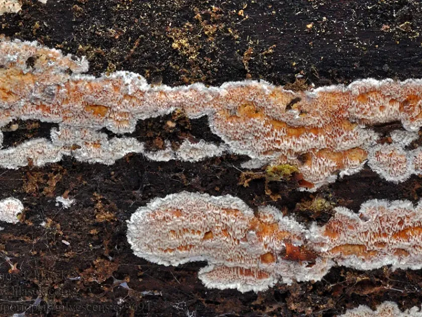 Ceriporiopsis gilvescens