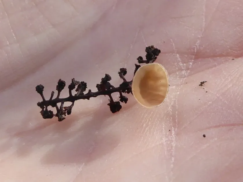 Cranberry fruit rot