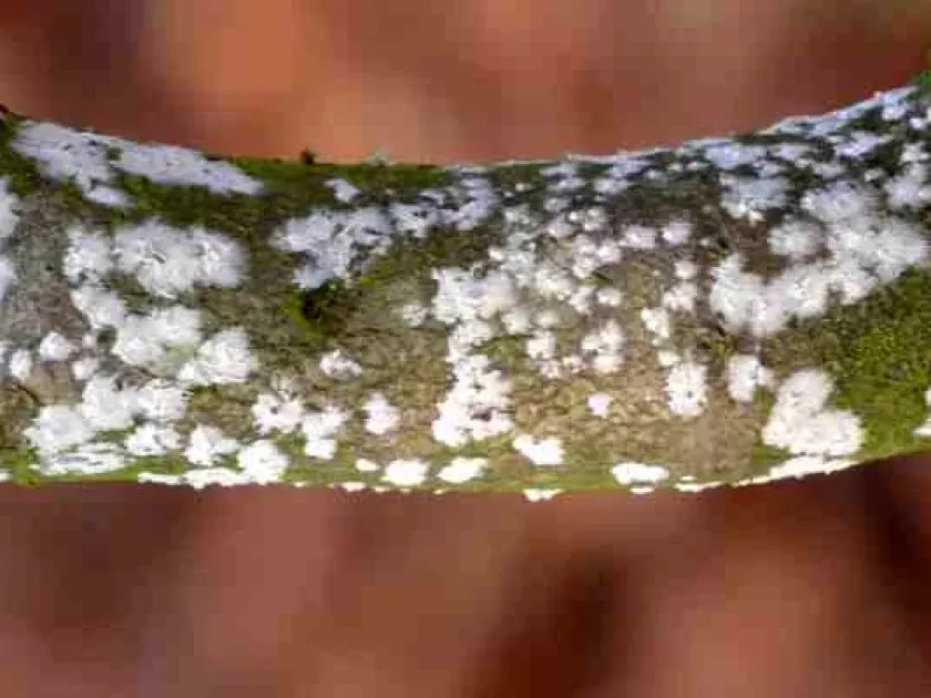 Cristinia helvetica