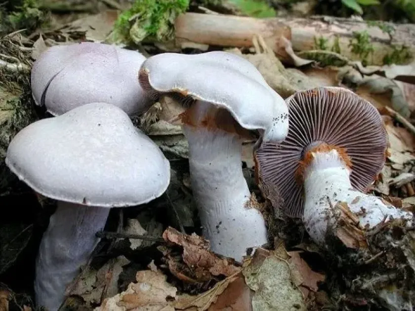 Паутинник бело-фиолетовый