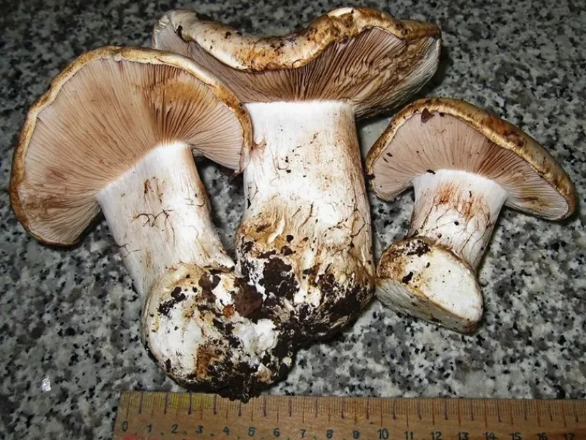 Паутинник мучнистопахнущий