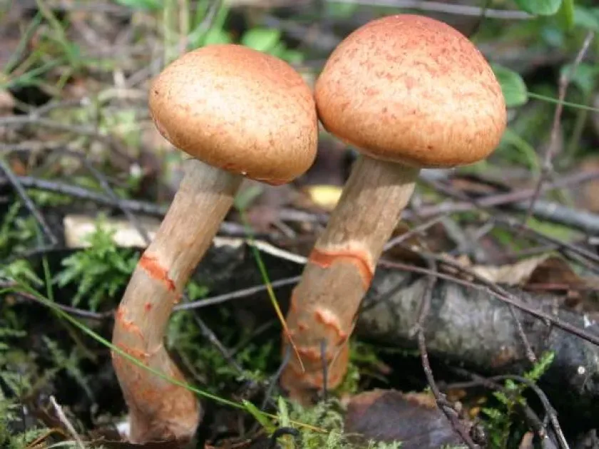 Red-banded webcap
