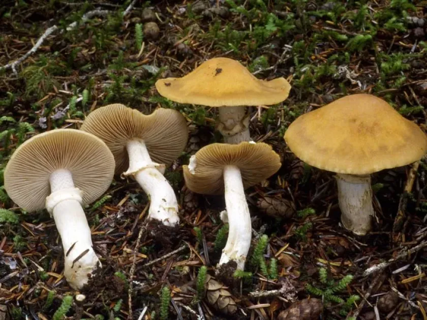 Паутинник имбирный
