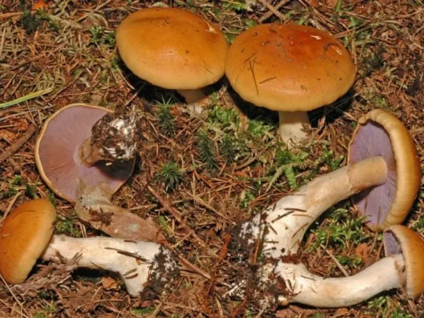 Cortinarius varius