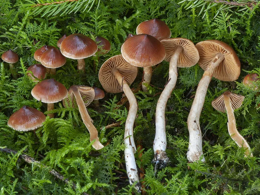 Cortinarius uliginobtusus