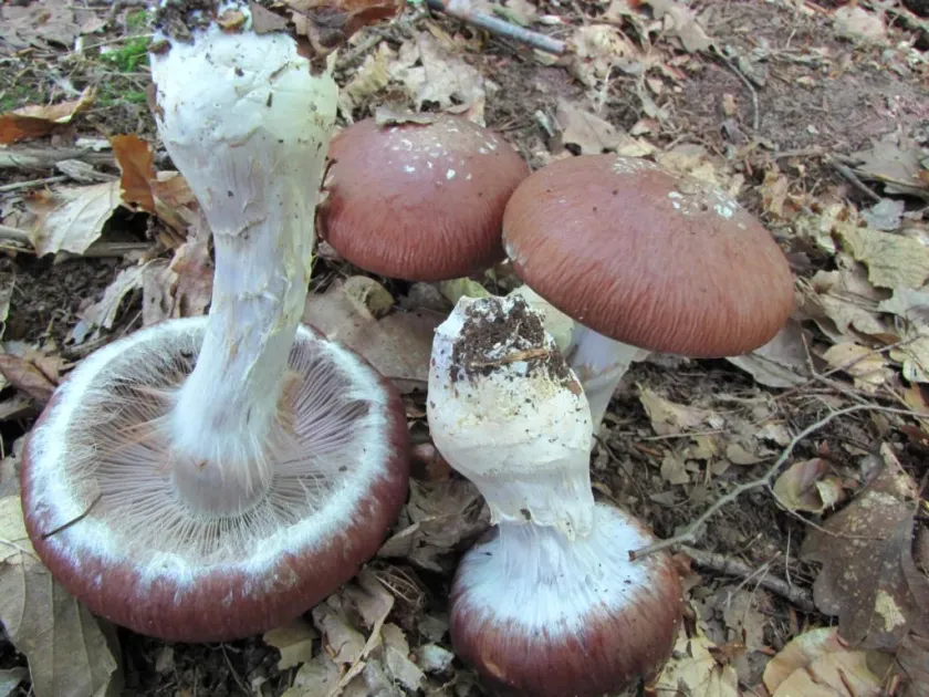 Cortinarius terpsichores