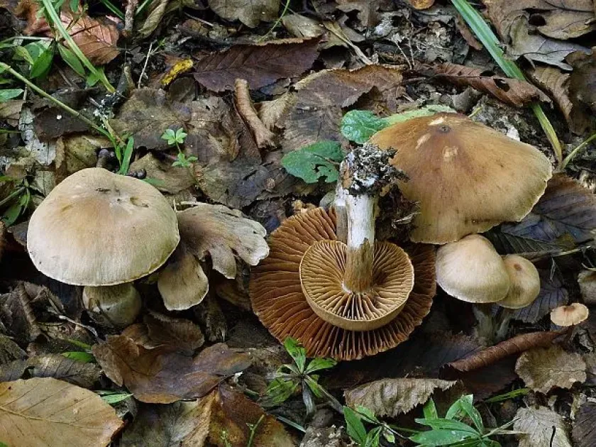 Cortinarius subgrisescens