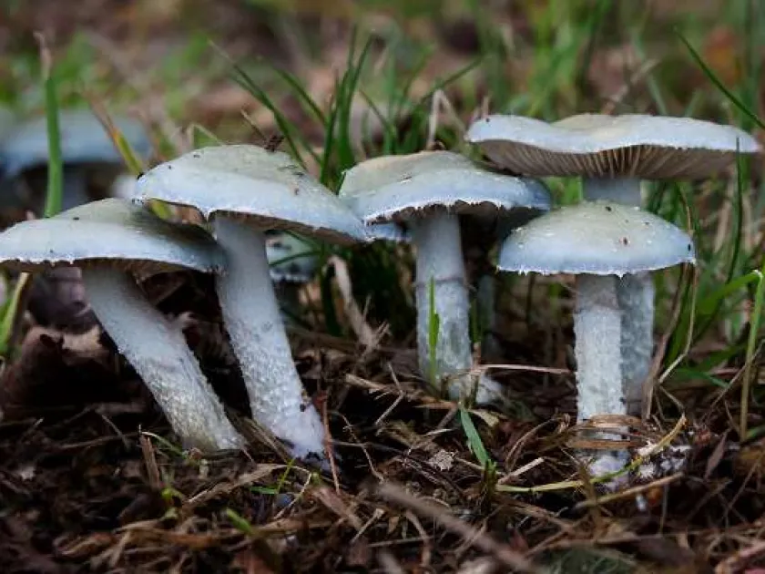 Stropharia caerulea