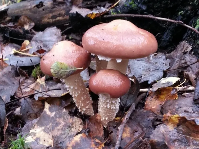 Stropharia hornemannii