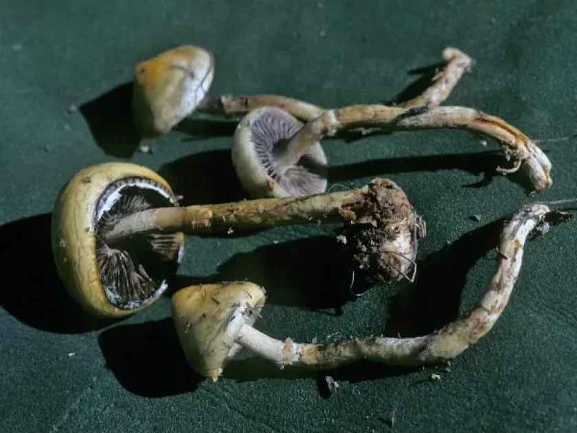 Stropharia luteonitens