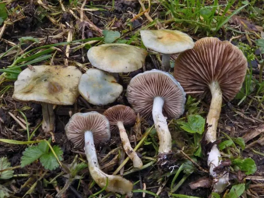 Stropharia ochrocyanea