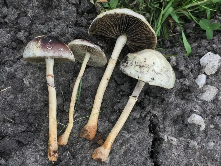 Stropharia semiglobata