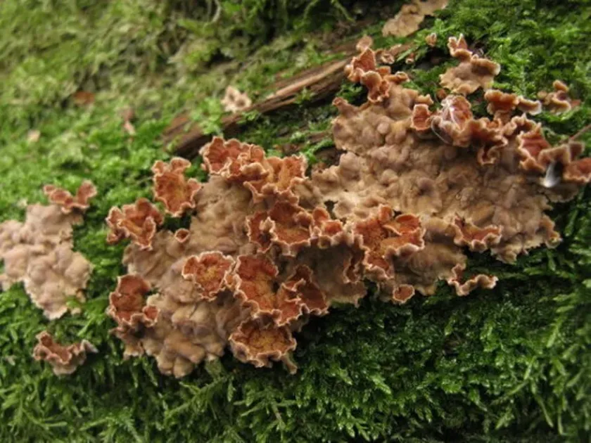 Hairy parchment