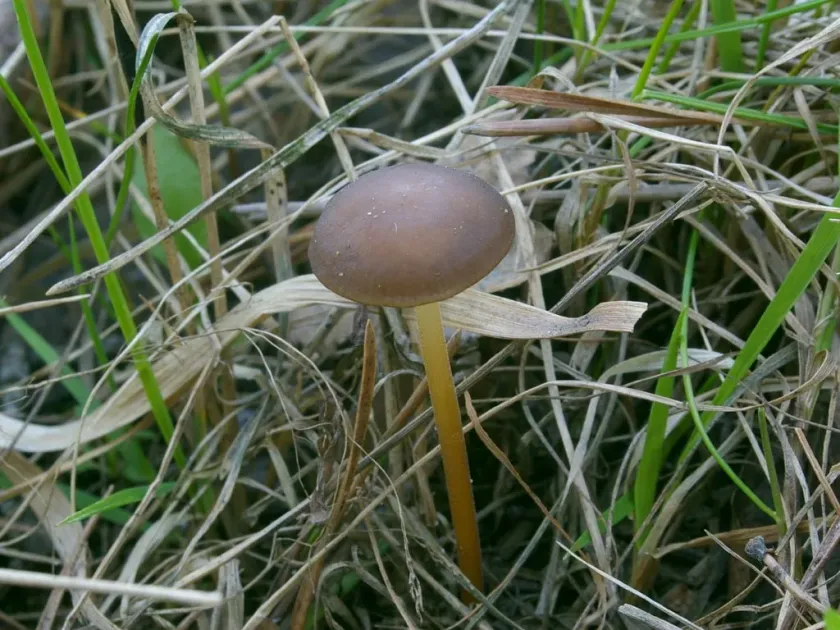 Pinecone cap