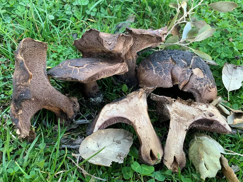 Sarcodon cyrneus