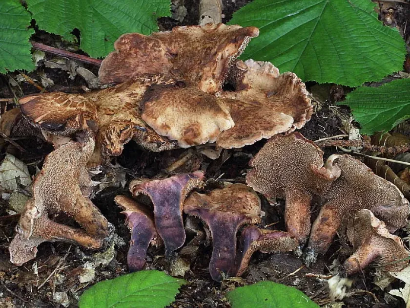 Sarcodon joeides