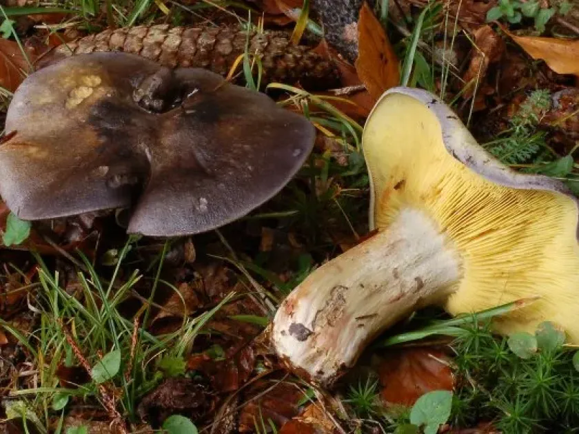 Lyophyllum favrei