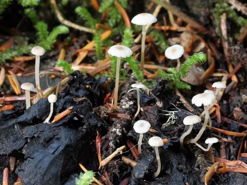 Collybia cirrhata