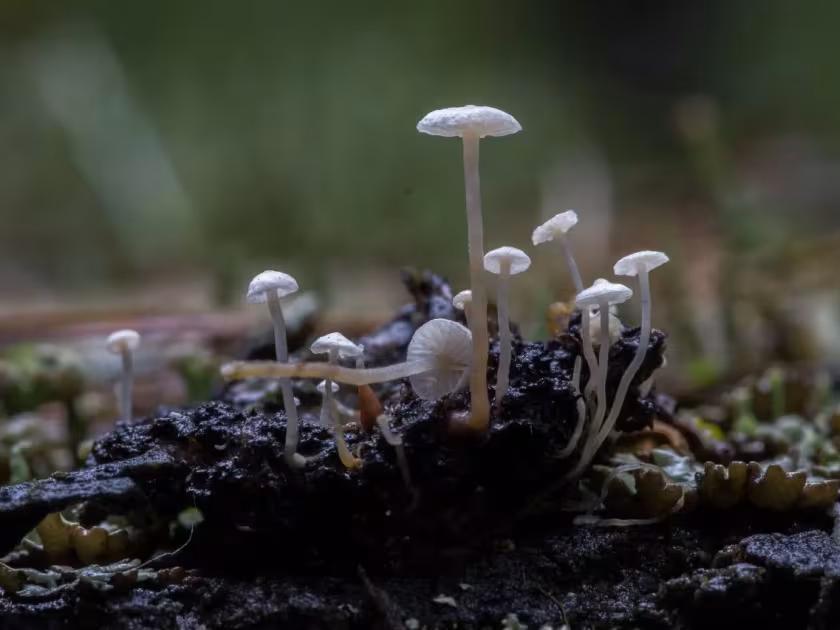 Коллибия клубневая