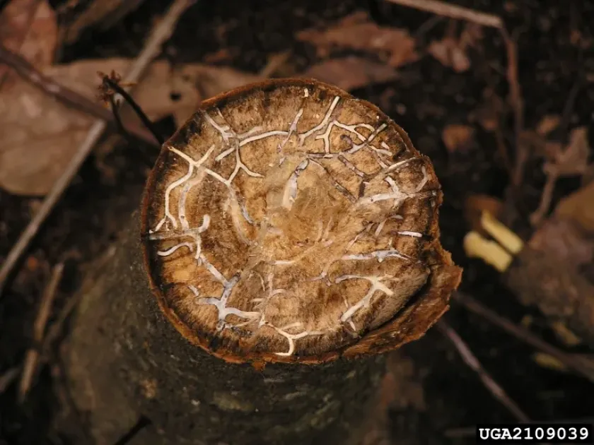 Ambrosia fungus