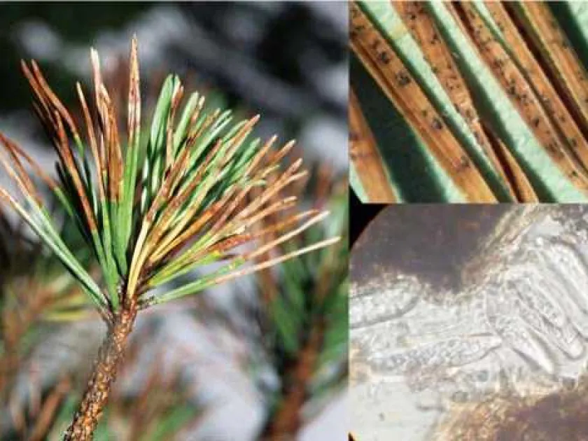 Brown spot needle blight