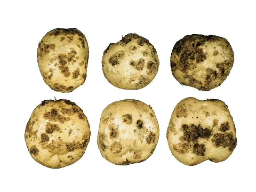 Common scab of potato