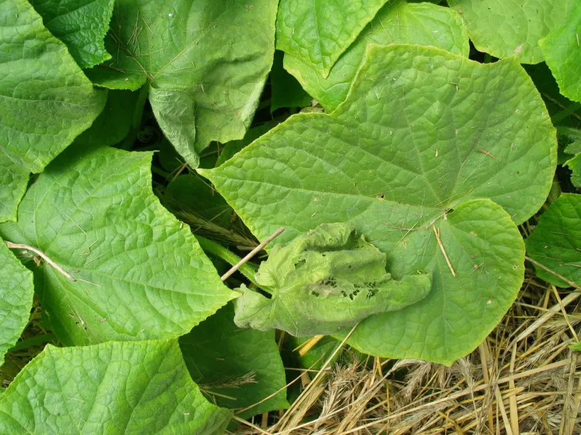 Cucumber leaf curl virus