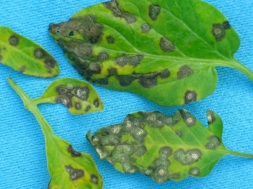 Septoria leaf blotch