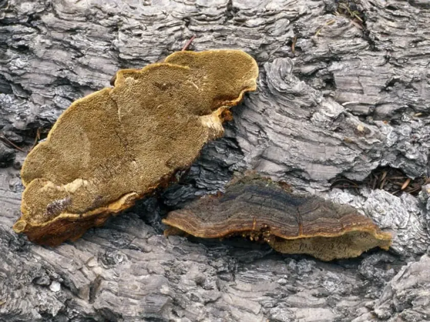 Porodaedalea