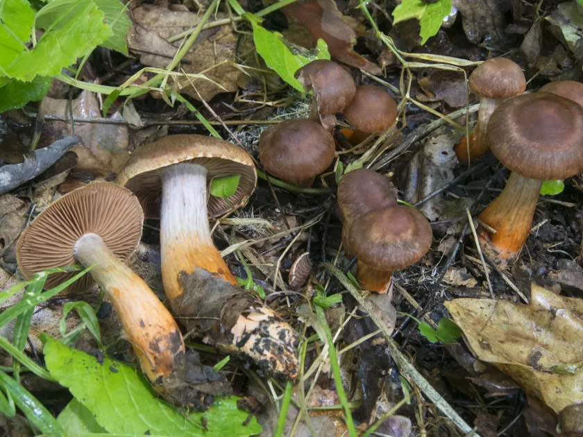 Cortinarius bulliardii