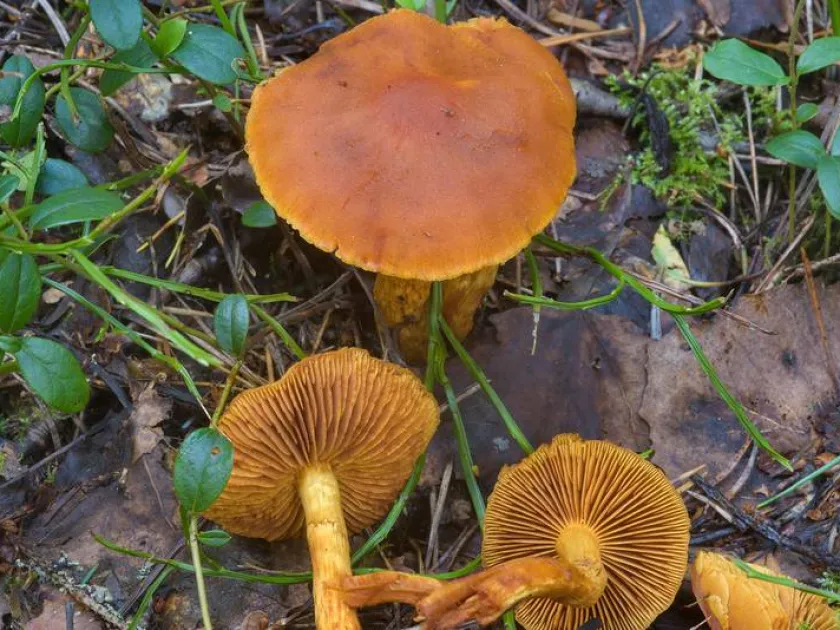 Паутинник красивый