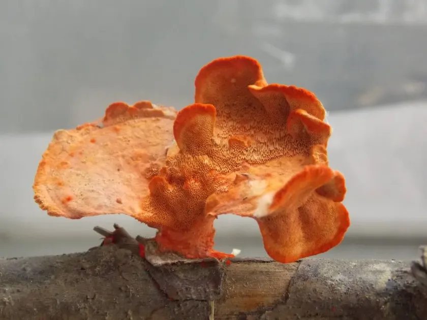 Pycnoporus sanguineus