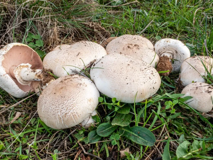 Agaricus fissuratus