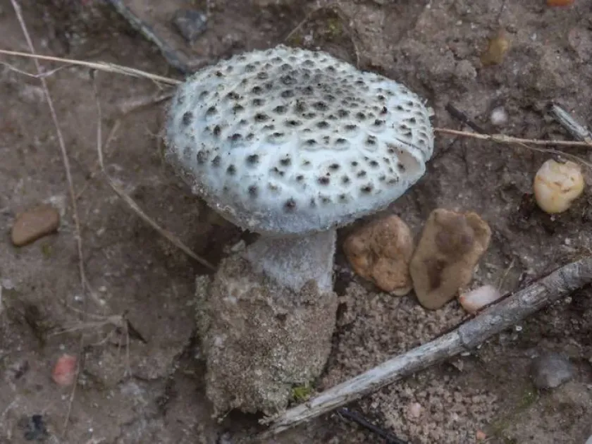 Amanita onusta