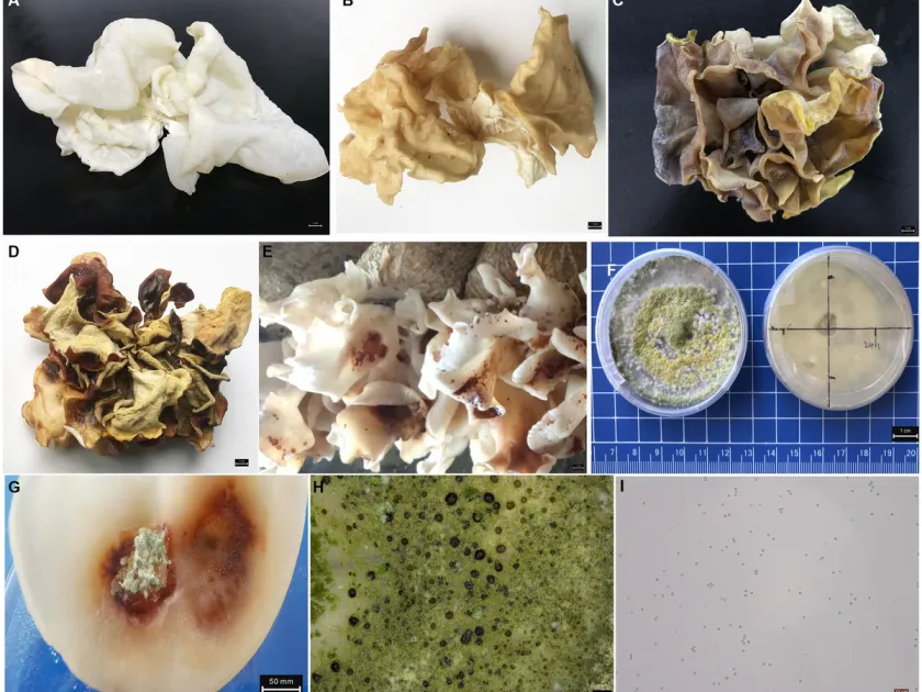 Auricularia cornea